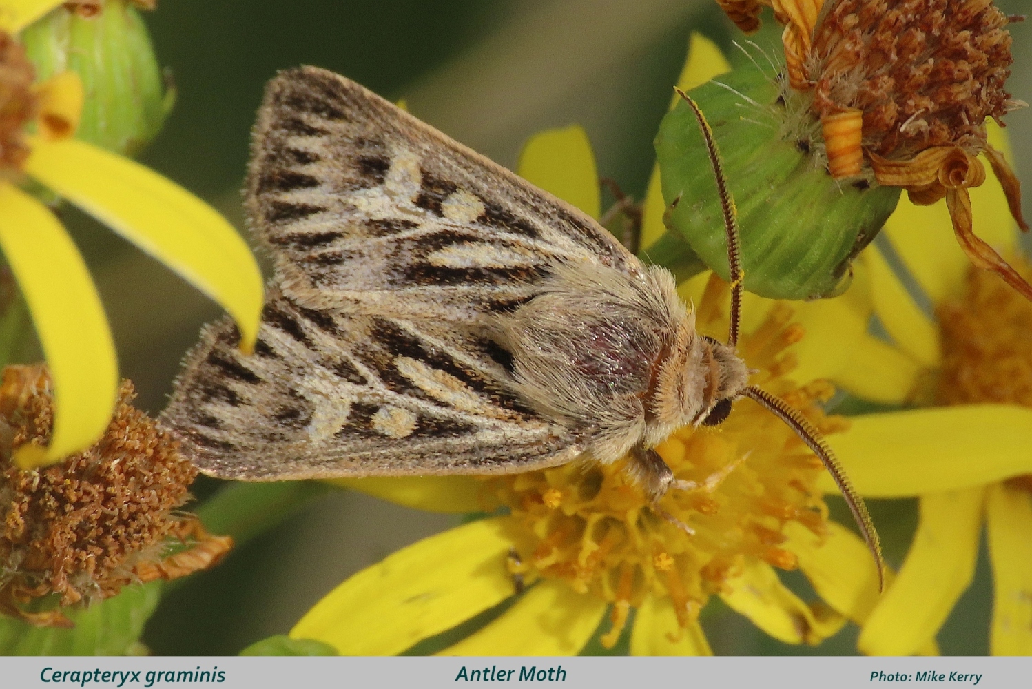 Antler-moth-text
