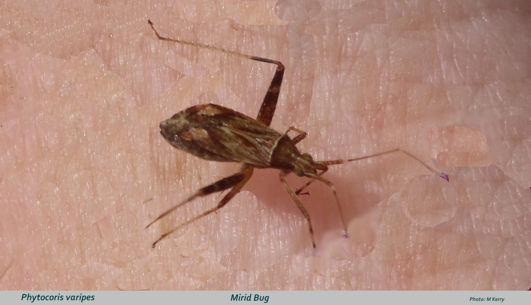 Phytocoris-varipes-text