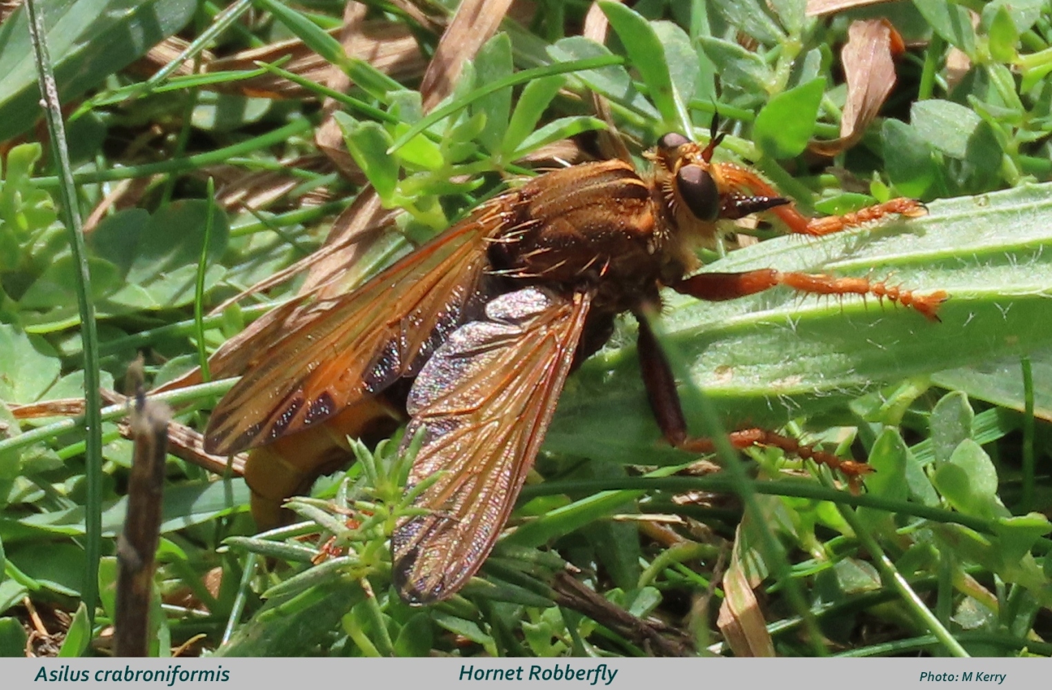 Hornet-Robberfly-text