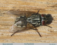 Musca-autumnalis-Face-Fly-text