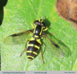 Xanthogramma-pedissequum-text