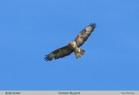 Buzzard-text