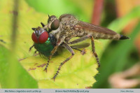 Brown-Heath-Robberfly-text