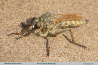 Brown-Heath-Robberfly-text