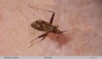 Phytocoris-varipes-text