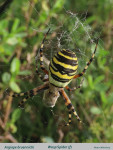 Argiope-bruennichi-text