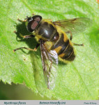 Myathropa-florea-text