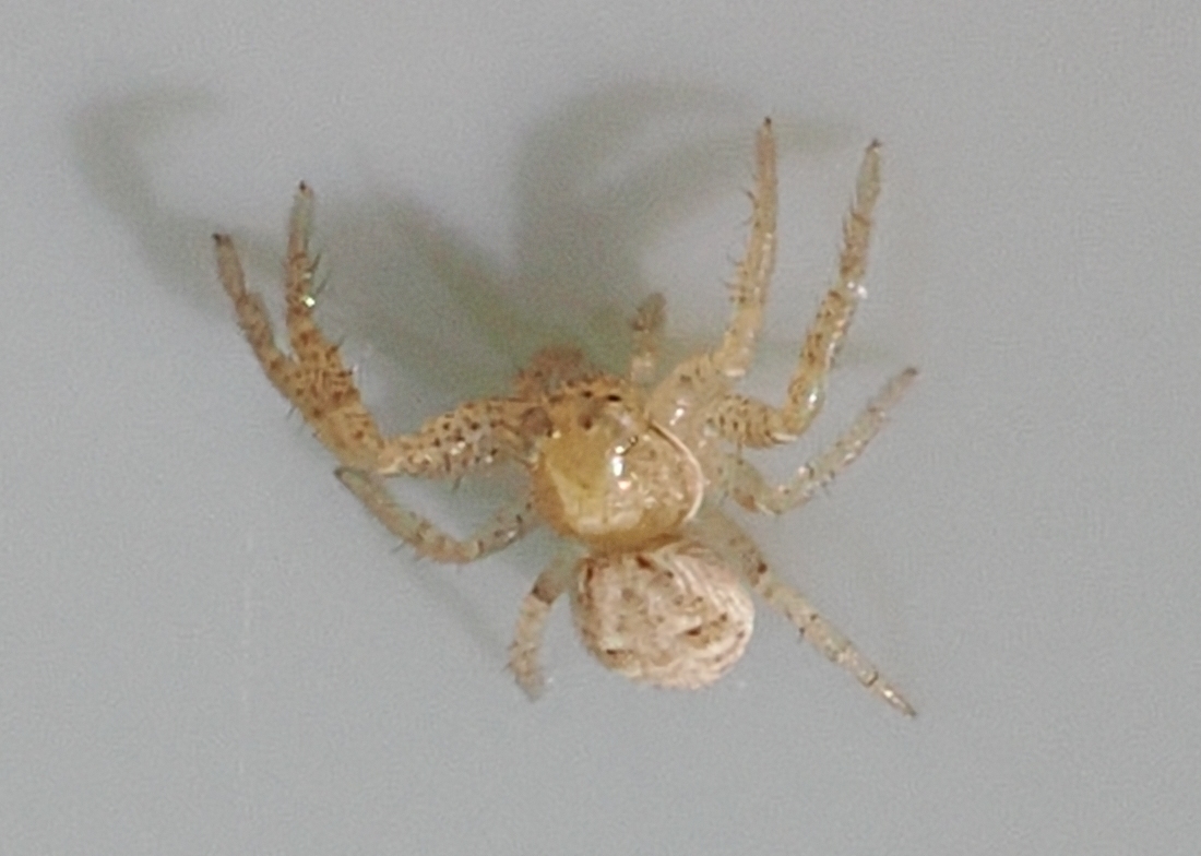 Xysticus