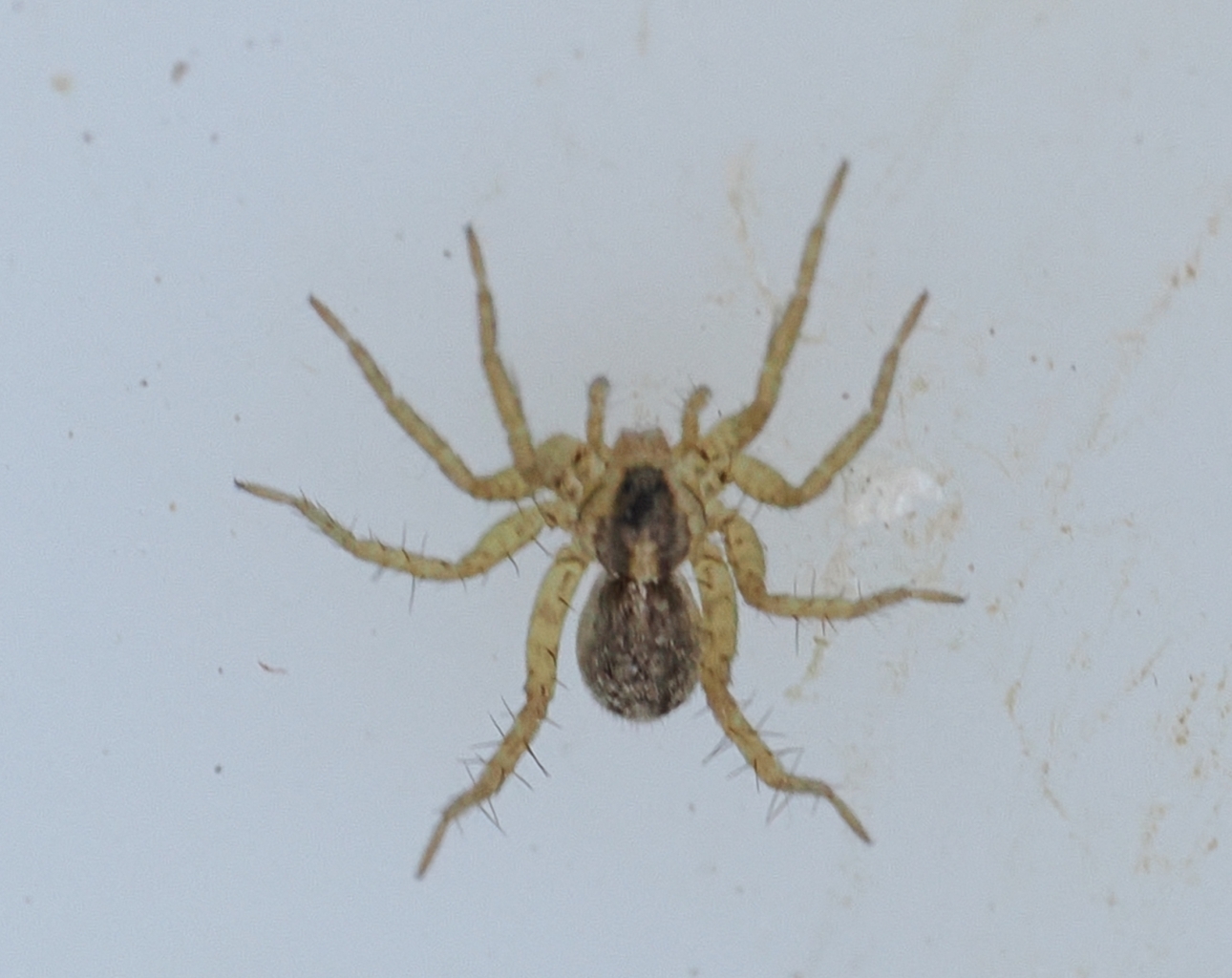 Pardosa
