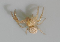 Xysticus