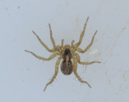 Pardosa