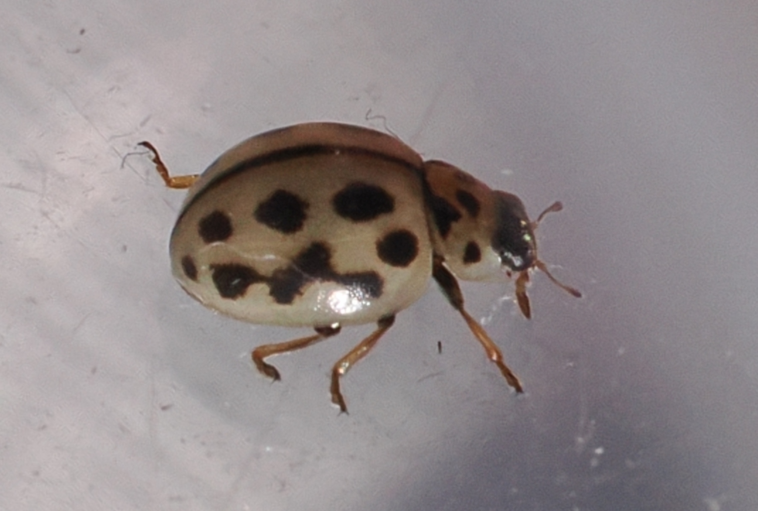 Sixteen-spot-Ladybird