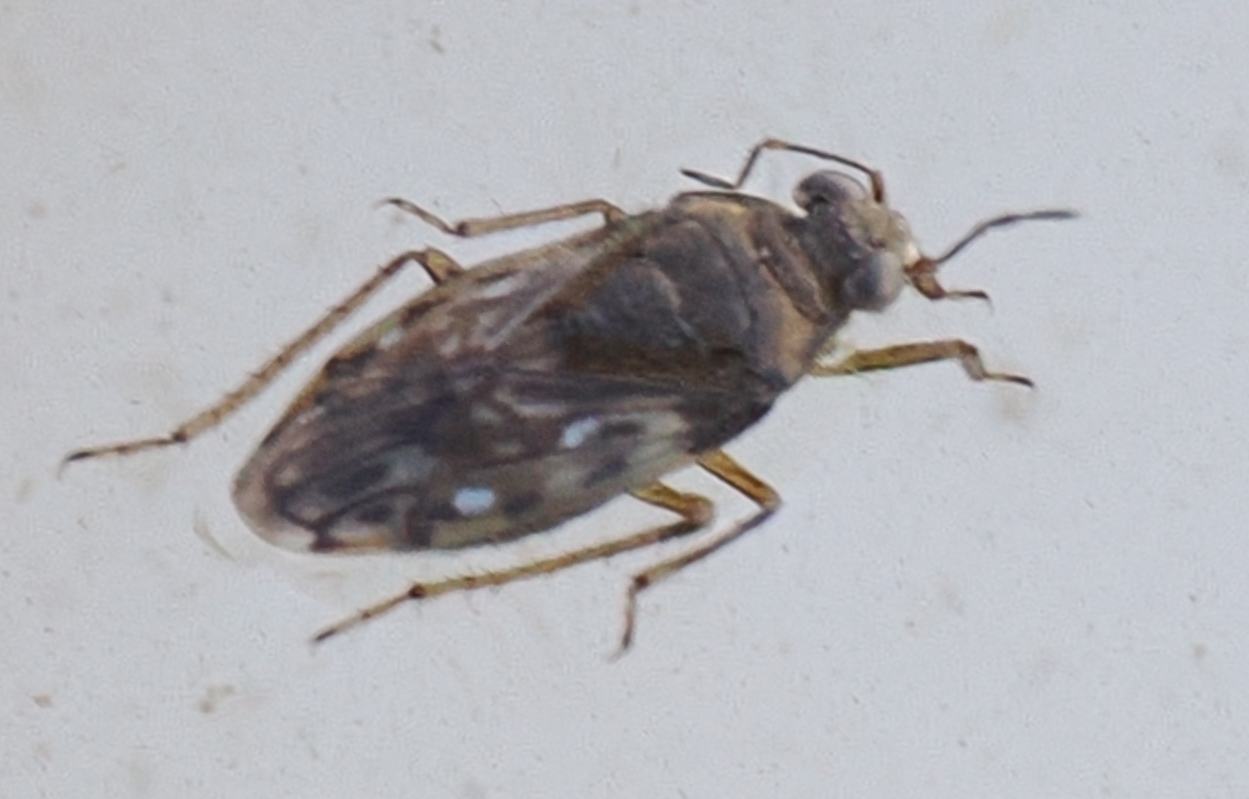Saldula