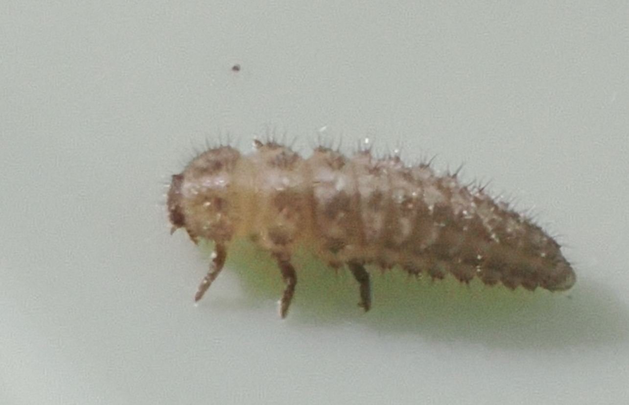 Sixteen-spot-Ladybird-Larva-TBC