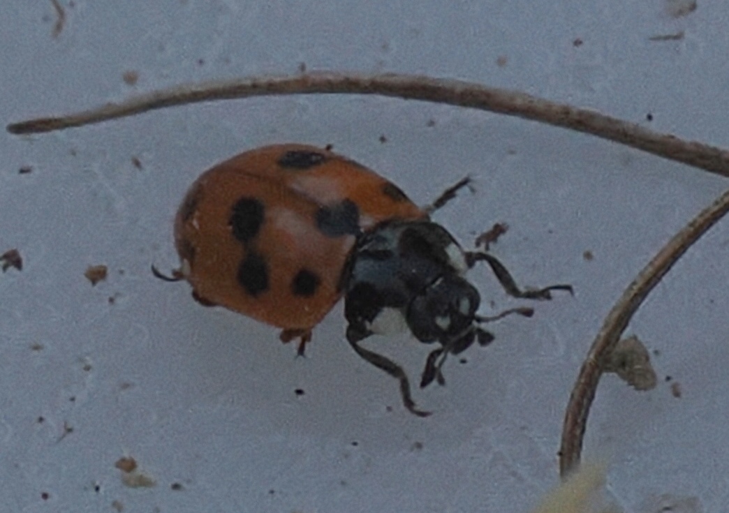 Eleven-spot-Ladybird