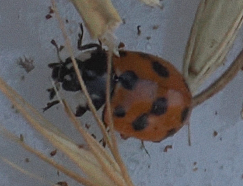 Eleven-spot-Ladybird