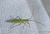 Notostira-elongata