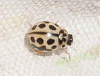Sixteen-spot-Ladybird