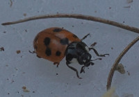 Eleven-spot-Ladybird