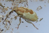Sibinia