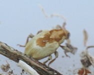 Sibinia