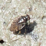 Saldula