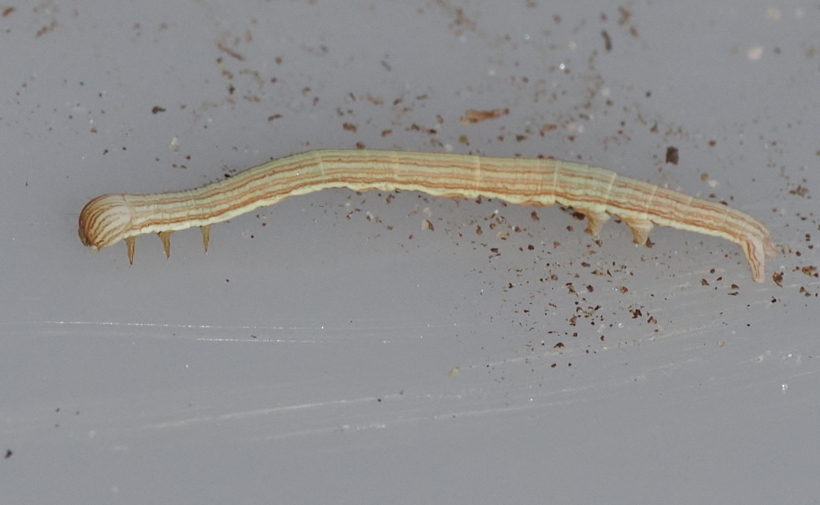 Mother-Shipton-larva