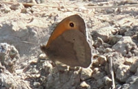Meadow-Brown
