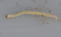 Mother-Shipton-larva