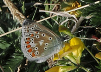 Common-Blue