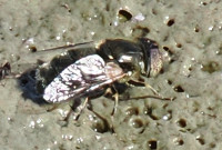 Eristalinus-aeneus