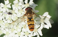Episyrphus-balteatus