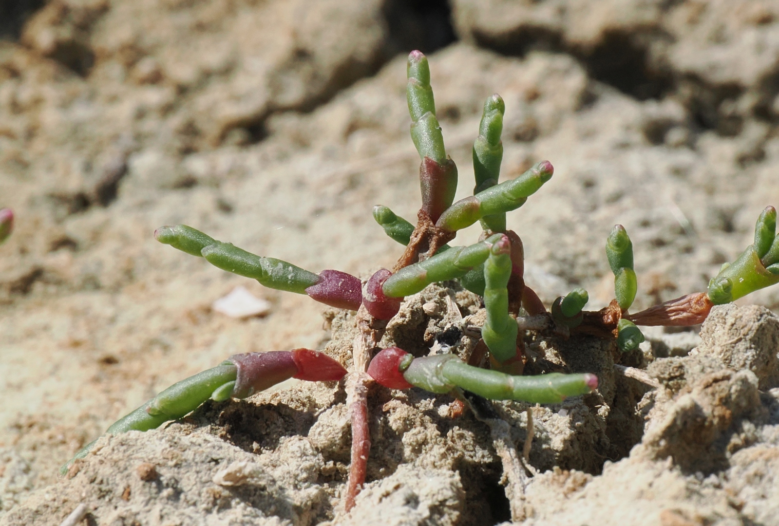 Glasswort