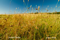 Divided-Sedge