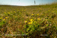 Hairy-Buttercup