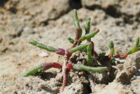 Glasswort