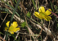 Buttercup