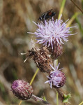 Creeping-Thistle
