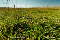 Strawberry-Clover
