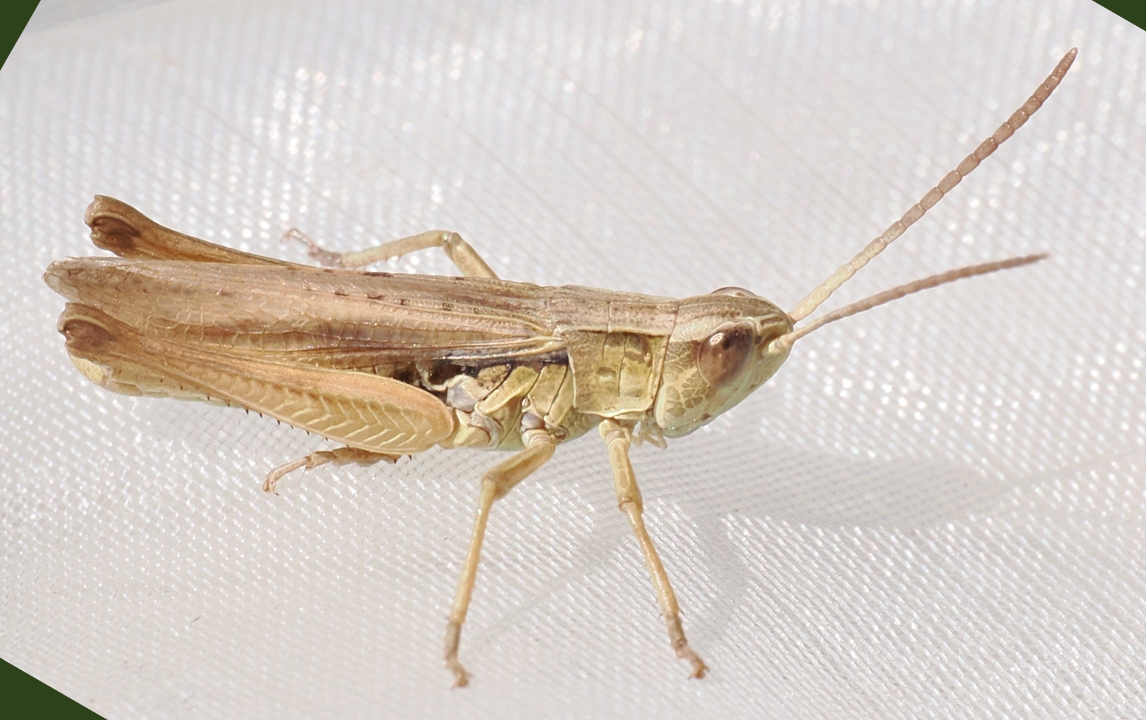 Lesser-Marsh-Grasshopper