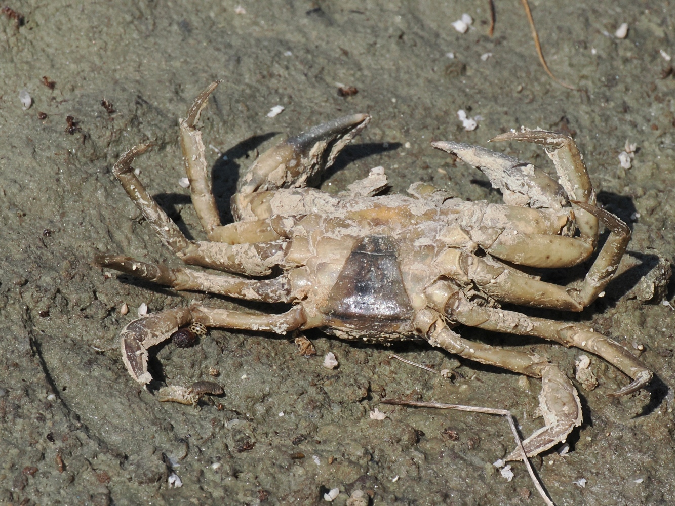 Green-Shore-Crab