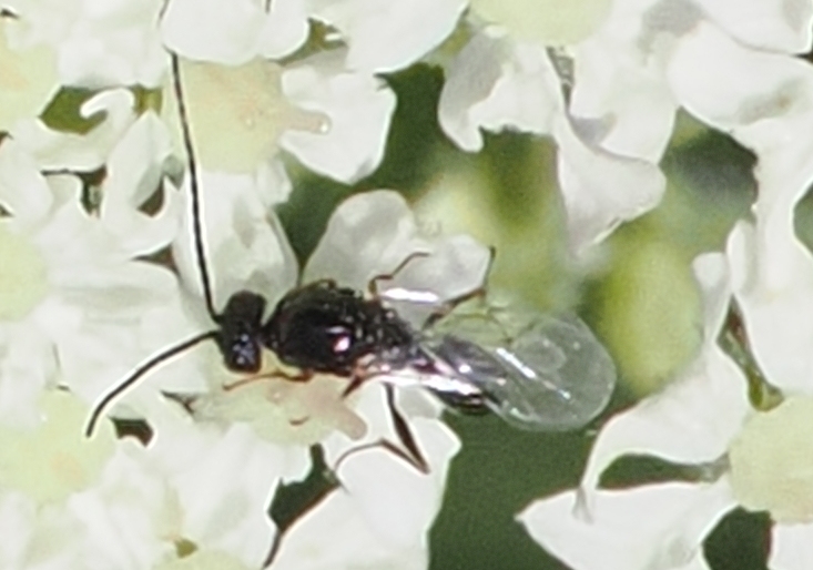 Parasitoid