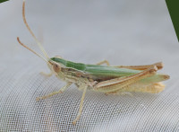 Lesser-Marsh-Grasshopper