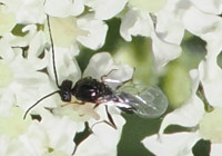 Parasitoid