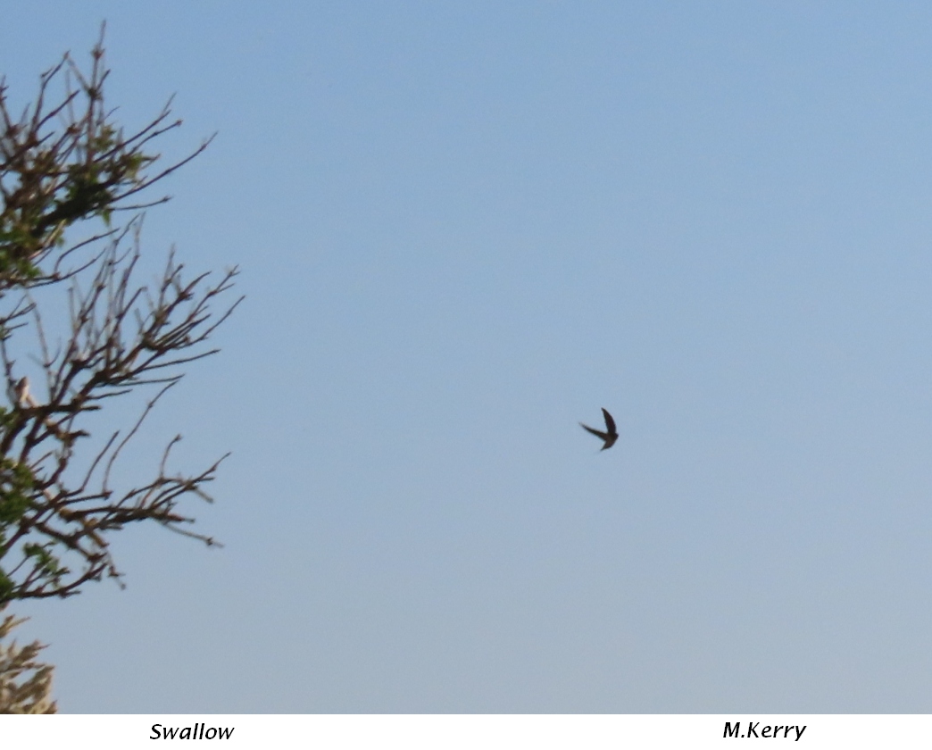 Swallow