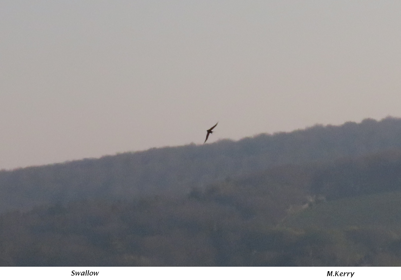 Swallow