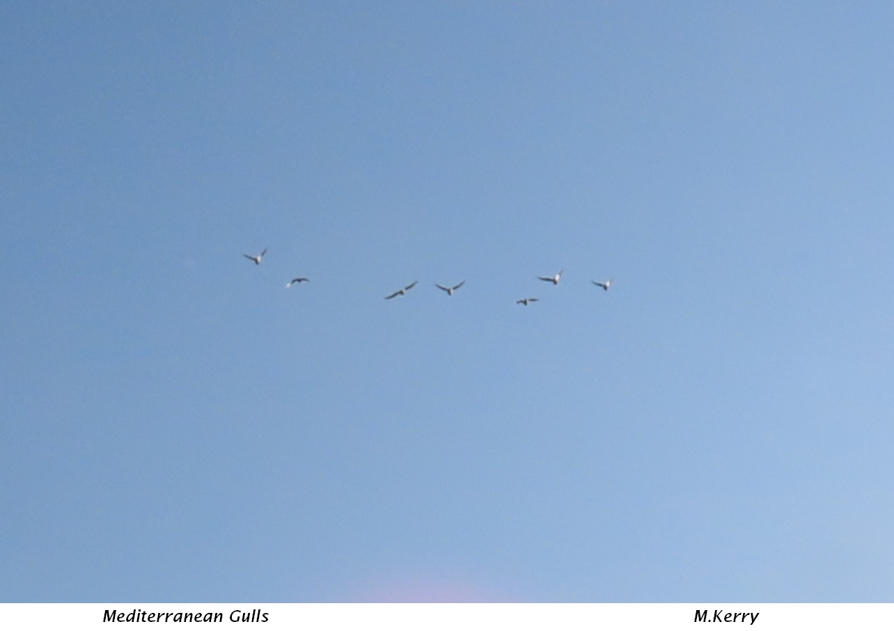 Mediterranean-Gulls