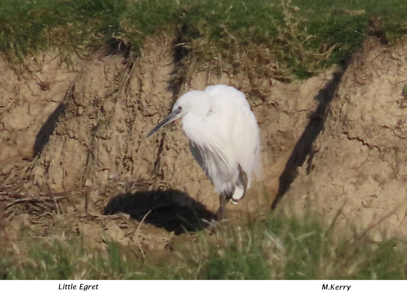 Little-Egret