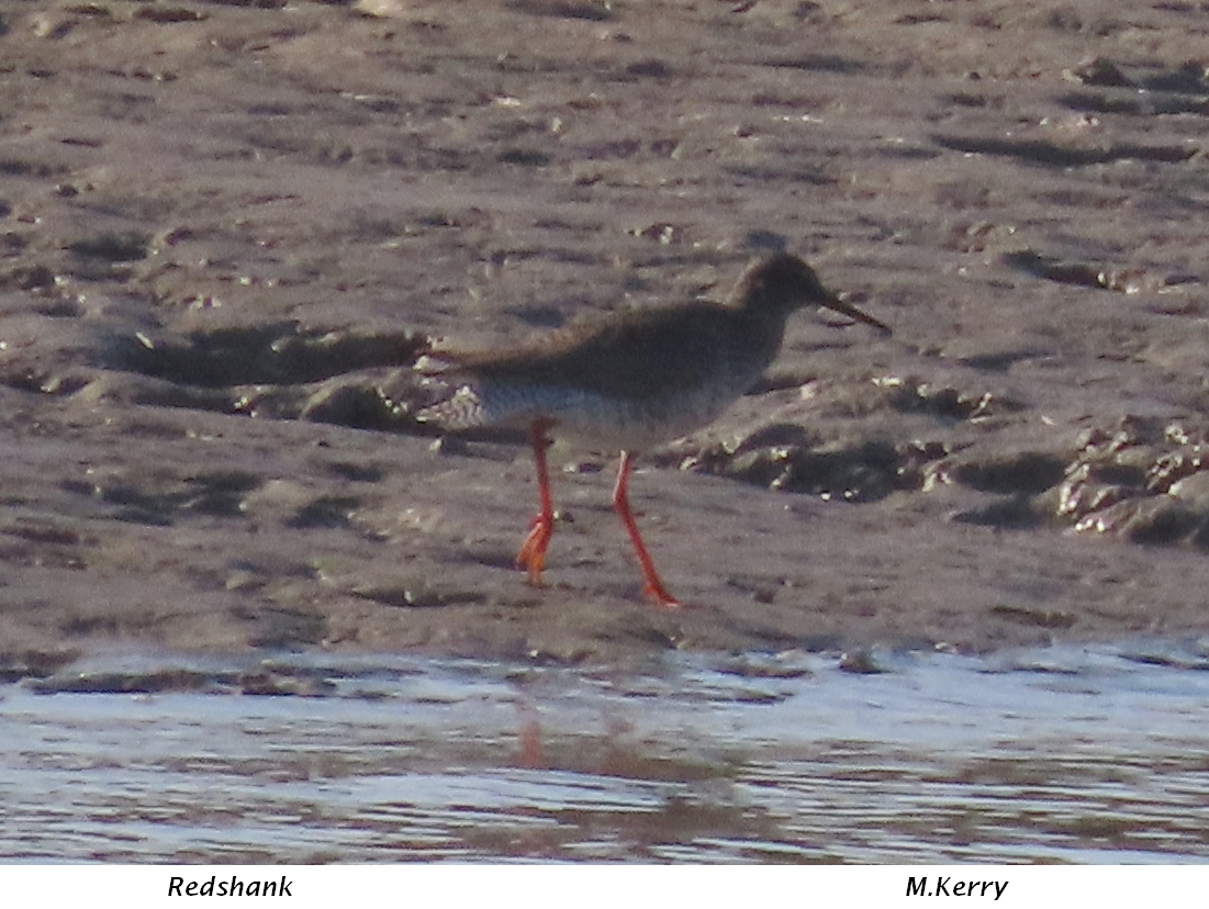 Redshank