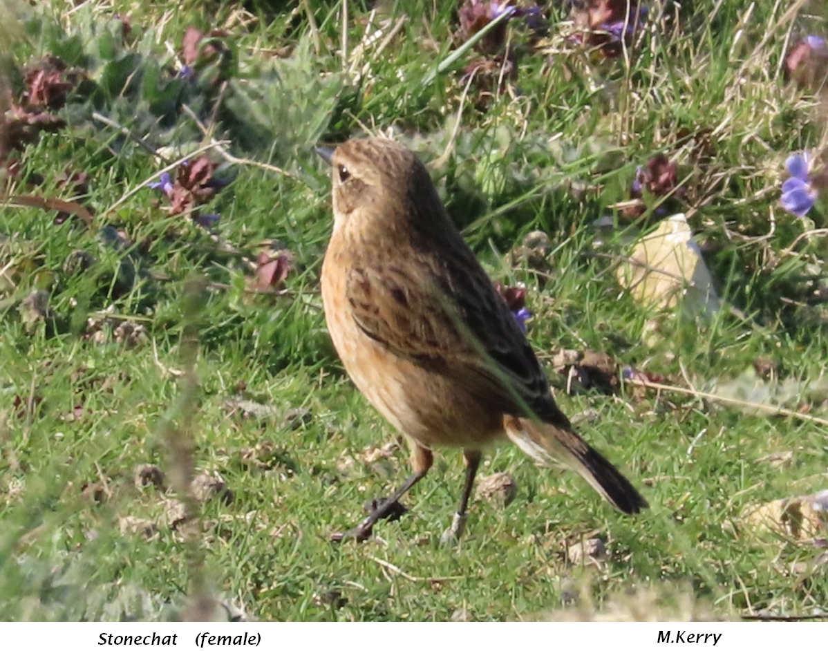 Stonechat-female